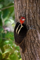 Datel svetlezoby - Campephilus guatemalensis - Pale-billed woodpecker 2959